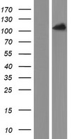 PACS2 Human Over-expression Lysate