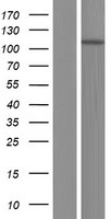 MYO1D Human Over-expression Lysate
