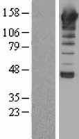 Phospholipase C beta 1 (PLCB1) Human Over-expression Lysate