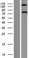 EHBP1 Human Over-expression Lysate