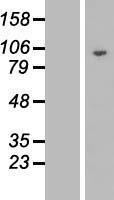 DNAJC16 Human Over-expression Lysate