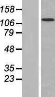 MAN2B2 Human Over-expression Lysate