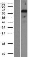 SATB2 Human Over-expression Lysate