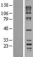FNBP4 Human Over-expression Lysate