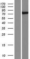 HAUS5 Human Over-expression Lysate