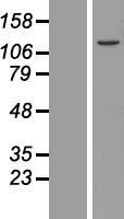 UFL1 Human Over-expression Lysate