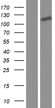 MORC3 Human Over-expression Lysate