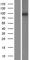LRRC8B Human Over-expression Lysate