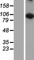 LARS2 Human Over-expression Lysate