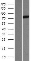 SUN2 Human Over-expression Lysate