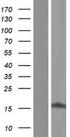 PGEA1 (CBY1) Human Over-expression Lysate