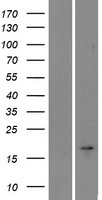 YWHAH-AS1 Human Over-expression Lysate