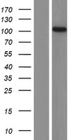 DFNB31 (WHRN) Human Over-expression Lysate