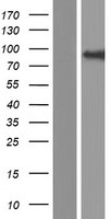 COG4 Human Over-expression Lysate