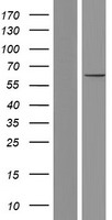 CNOT6 Human Over-expression Lysate