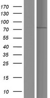 SH2B1 Human Over-expression Lysate