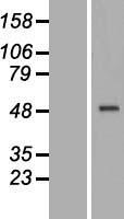 CRELD1 Human Over-expression Lysate