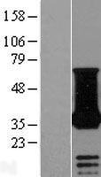 NECAP1 Human Over-expression Lysate