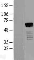 HINFP Human Over-expression Lysate