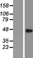 GCOM1 (POLR2M) Human Over-expression Lysate