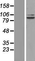 OPA1 Human Over-expression Lysate