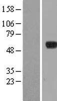 PIP3E (IPCEF1) Human Over-expression Lysate
