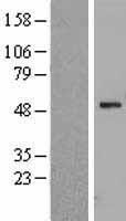 WSB1 Human Over-expression Lysate