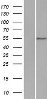 WDR21A (DCAF4) Human Over-expression Lysate