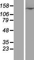 C20orf26 (CFAP61) Human Over-expression Lysate