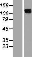ERC2 Human Over-expression Lysate