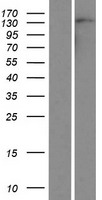 AUTS2 Human Over-expression Lysate
