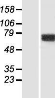 KIAA1279 (KIF1BP) Human Over-expression Lysate