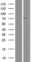 WDR42A (DCAF8) Human Over-expression Lysate