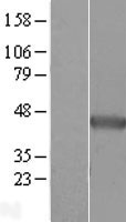 NDRG2 Human Over-expression Lysate