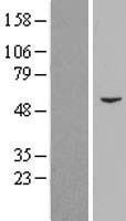 PCYOX1 Human Over-expression Lysate