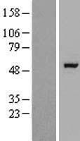 RAPGEFL1 Human Over-expression Lysate