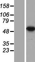 DDX47 Human Over-expression Lysate
