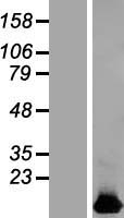 HIGD1B Human Over-expression Lysate