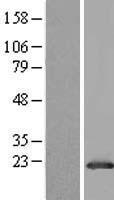 GLTP Human Over-expression Lysate