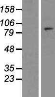 ELOA2 Human Over-expression Lysate