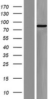 Zfp219 (ZNF219) Human Over-expression Lysate