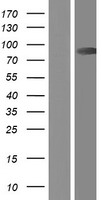 Calpain 9 (CAPN9) Human Over-expression Lysate