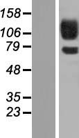PCDH12 Human Over-expression Lysate