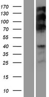 RSF1 Human Over-expression Lysate