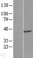ERGIC2 Human Over-expression Lysate