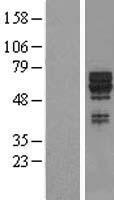 SYT17 Human Over-expression Lysate