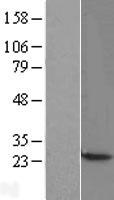 HP1 gamma (CBX3) Human Over-expression Lysate