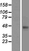 THEG Human Over-expression Lysate