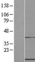 UFM1 Human Over-expression Lysate