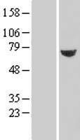 TXNDC3 (NME8) Human Over-expression Lysate